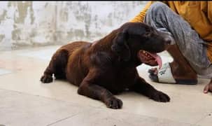 pedigree Labrador female