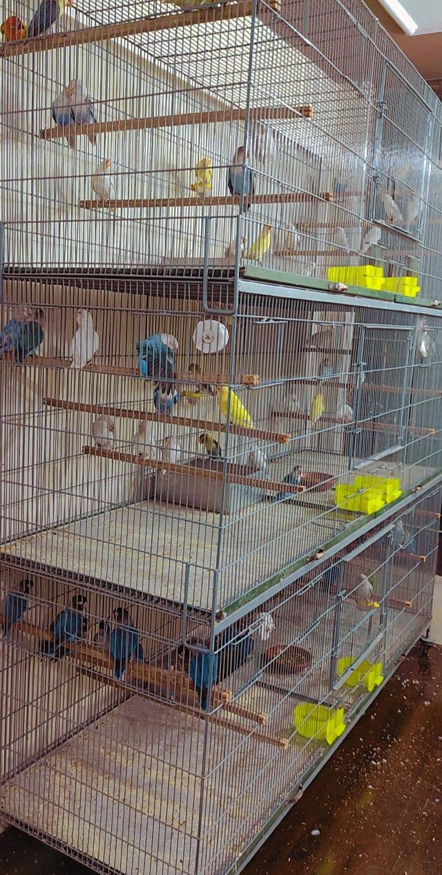 flight cage aviary 1