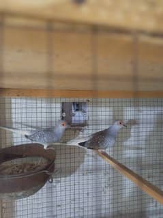 white tail and red dove