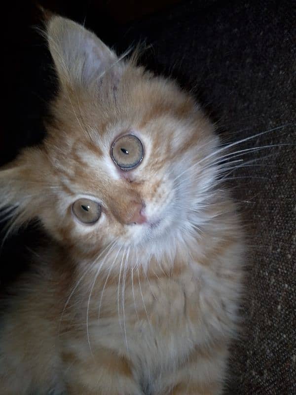 brown female baby cat age 3months 3