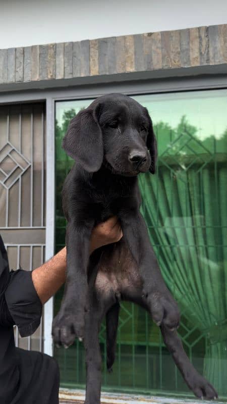 Labrador retriever male/ female puppies available for sale 2