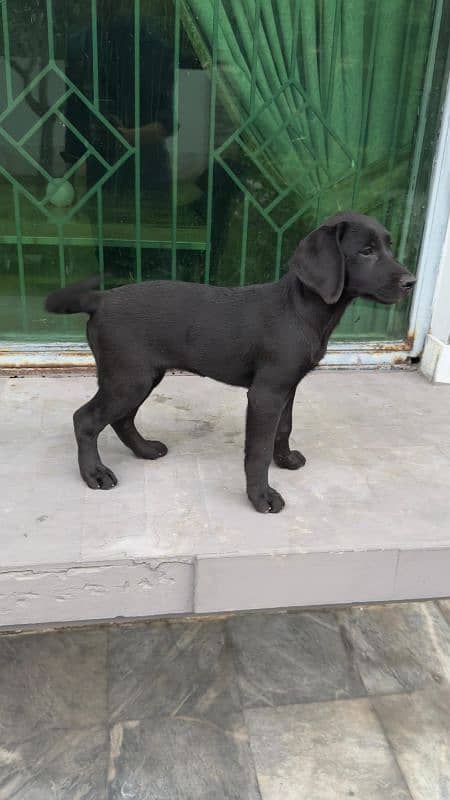 Labrador retriever male/ female puppies available for sale 3