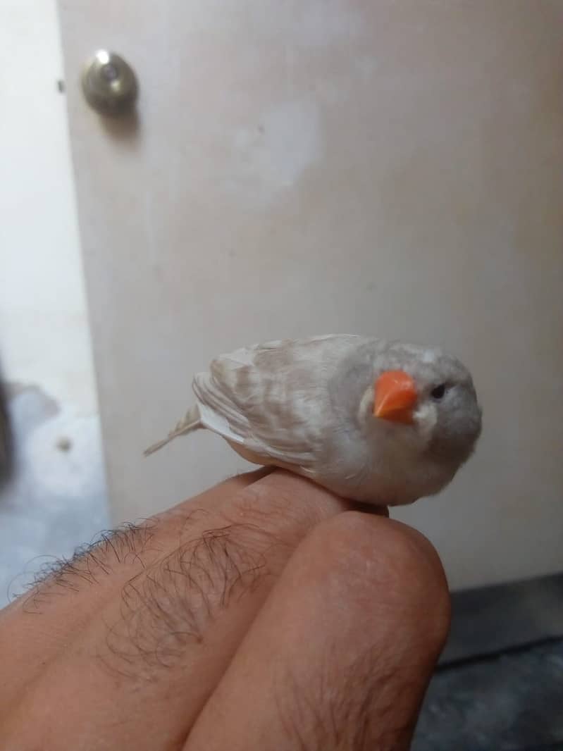 Finch Mutation Pair 1