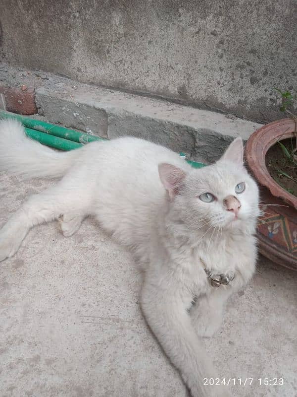 Persian cat 0