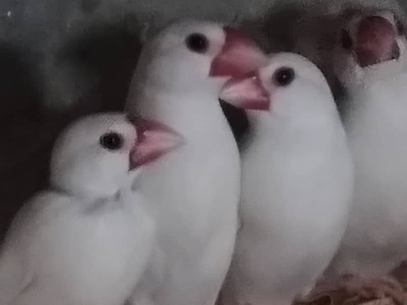 white Java and silver java / snow white jawa / java finches for sale 0