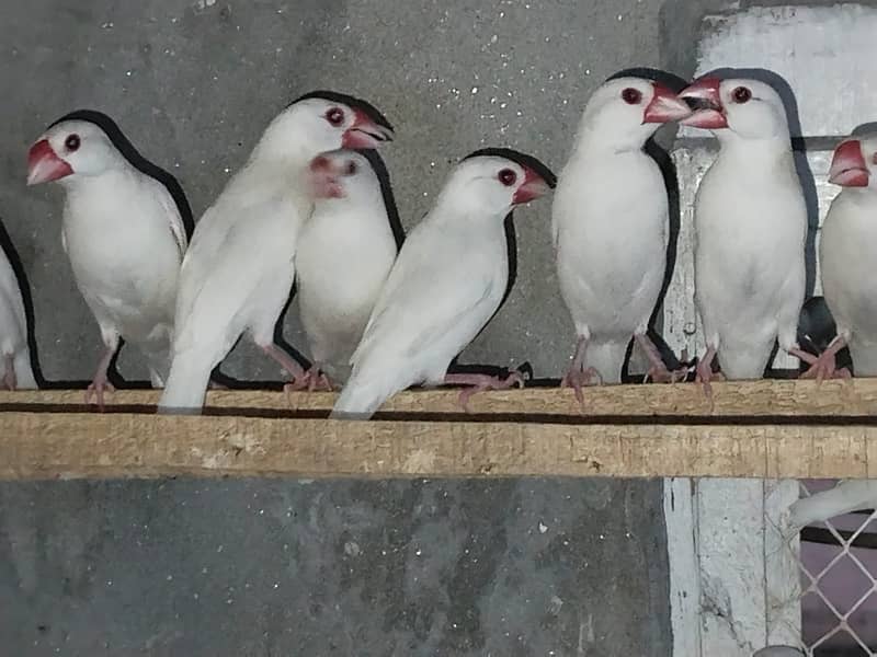 white Java and silver java / snow white jawa / java finches for sale 1