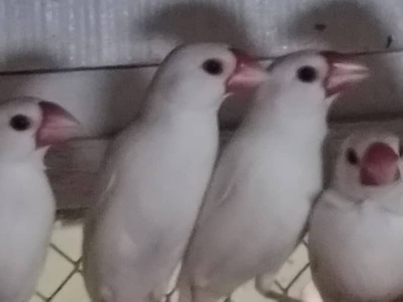 white Java and silver java / snow white jawa / java finches for sale 2