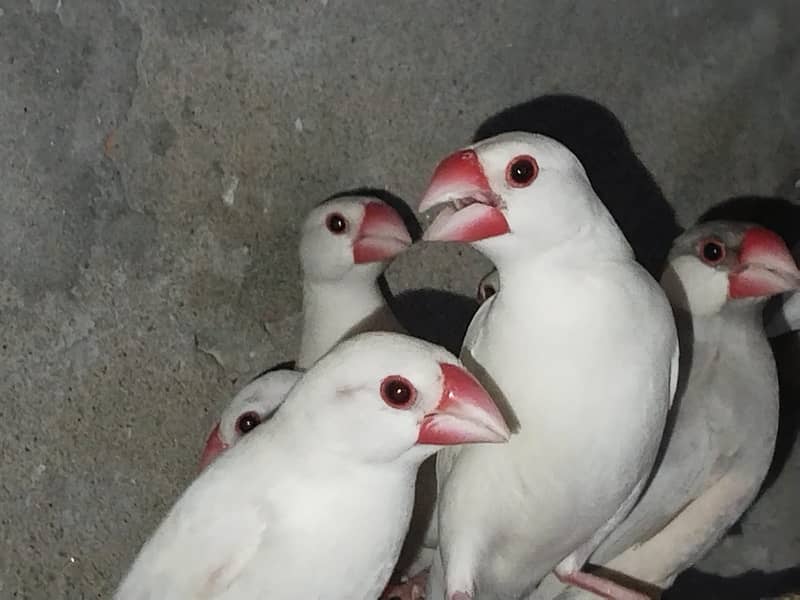 white Java and silver java / snow white jawa / java finches for sale 3