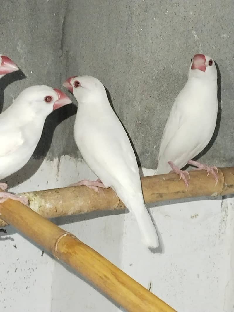 white Java and silver java / snow white jawa / java finches for sale 4