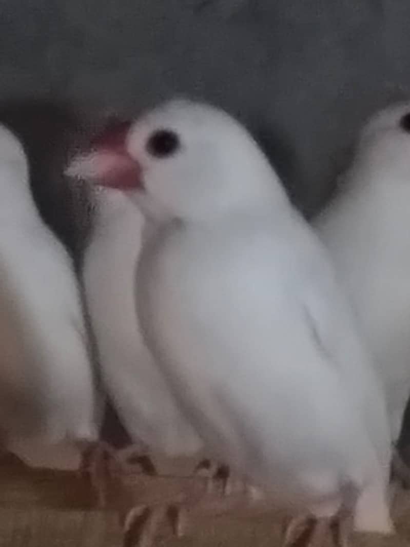 white Java and silver java / snow white jawa / java finches for sale 6