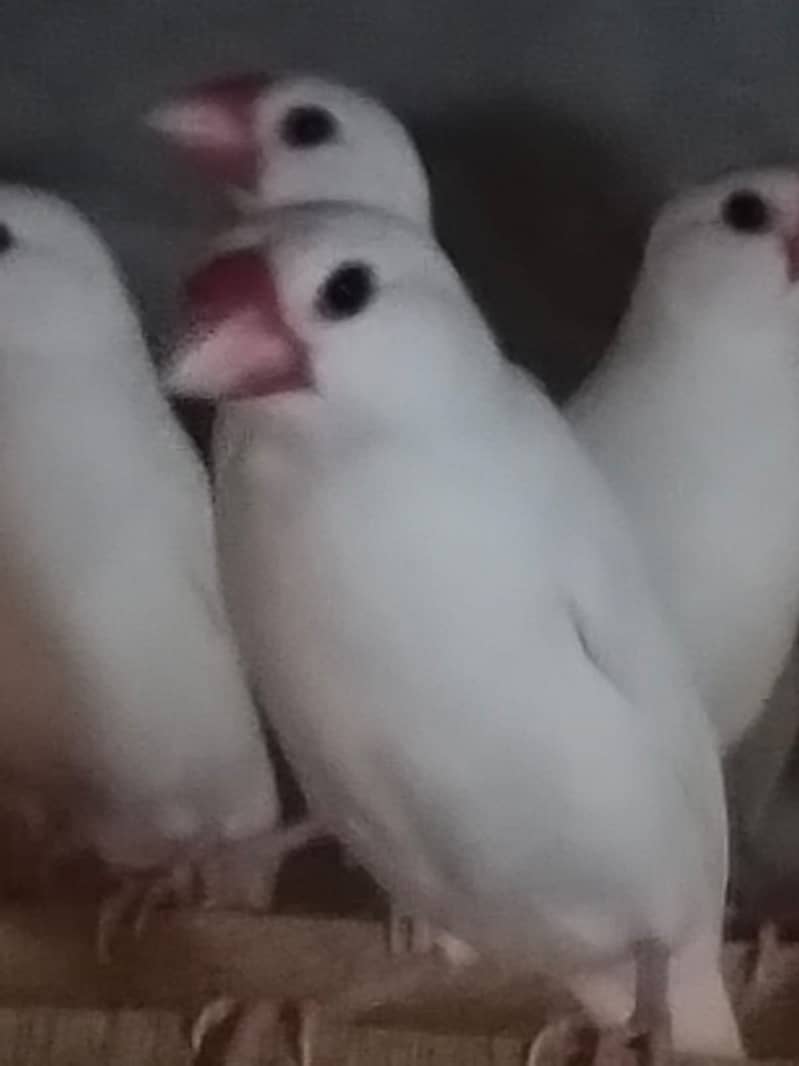 white Java and silver java / snow white jawa / java finches for sale 7