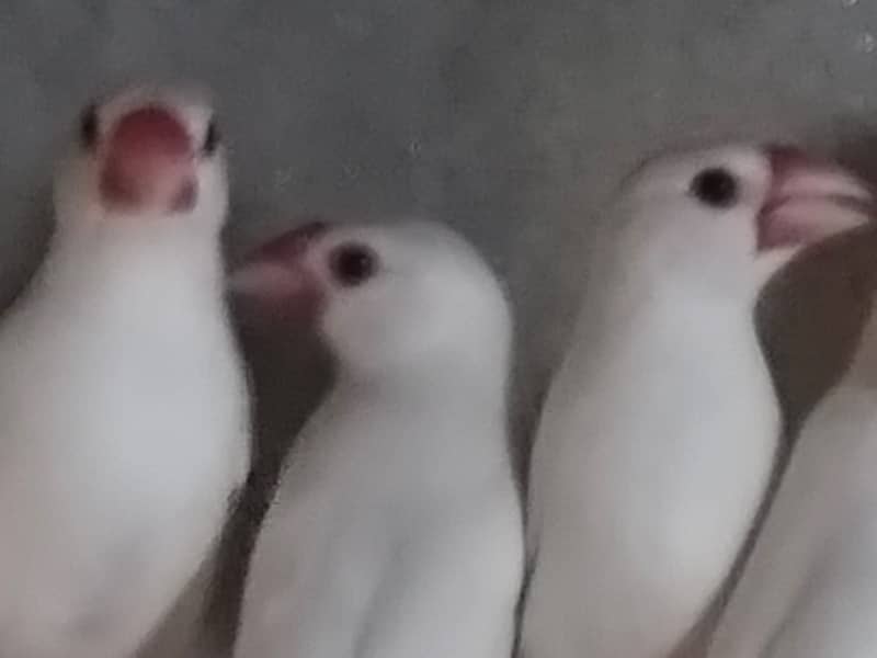 white Java and silver java / snow white jawa / java finches for sale 8