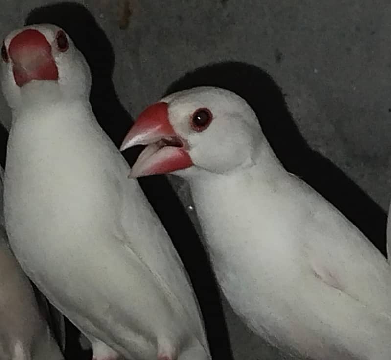 white Java and silver java / snow white jawa / java finches for sale 12