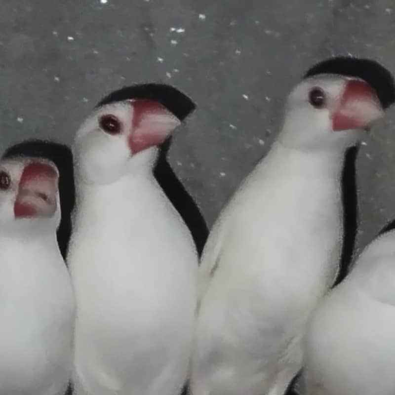 white Java and silver java / snow white jawa / java finches for sale 13