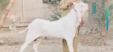 Bakra for sale  03207375847