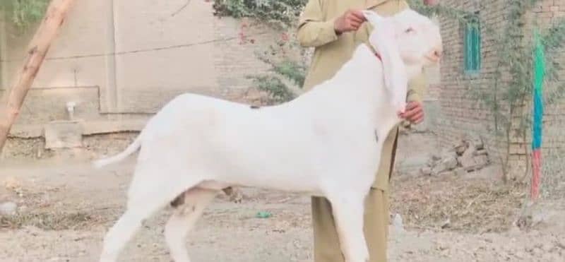 Bakra for sale  03207375847 0