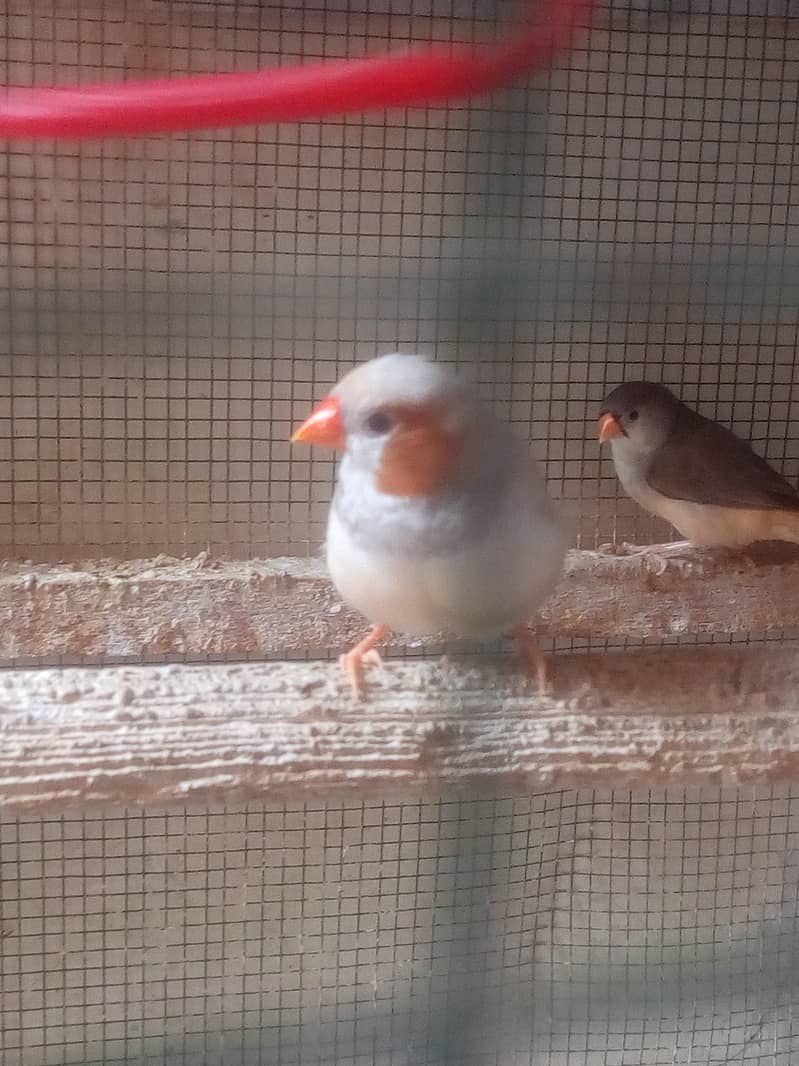 Finch Mutation Pair 0