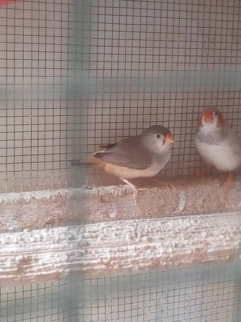 Finch Mutation Pair 1