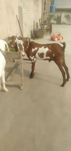 bakra 8 months old