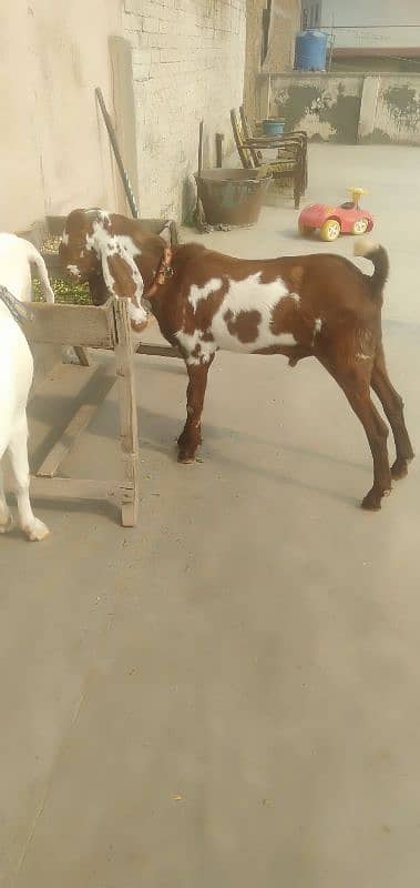 bakra 8 months old 0