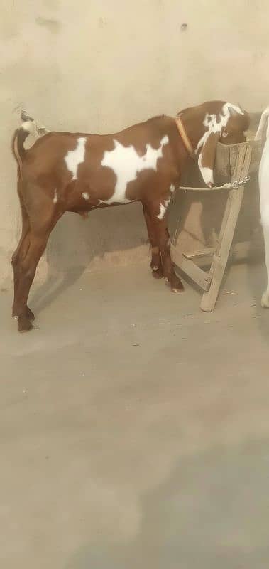 bakra 8 months old 1