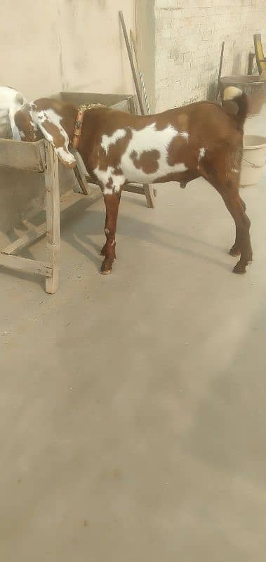 bakra 8 months old 2