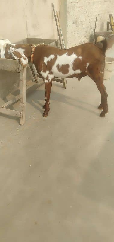 bakra 8 months old 3