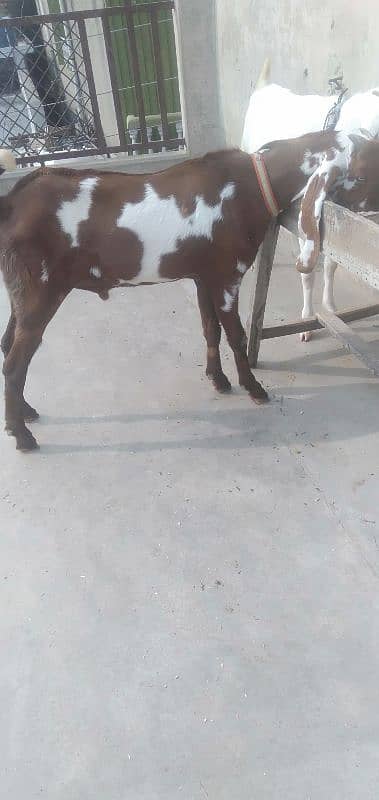 bakra 8 months old 5