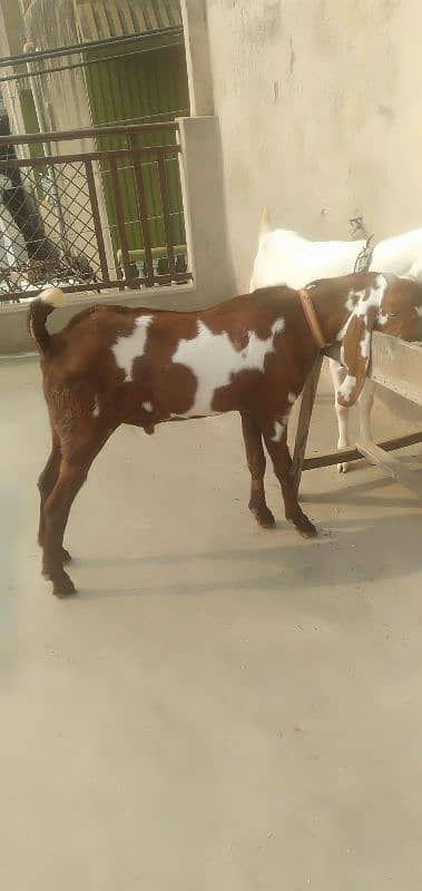 bakra 8 months old 6