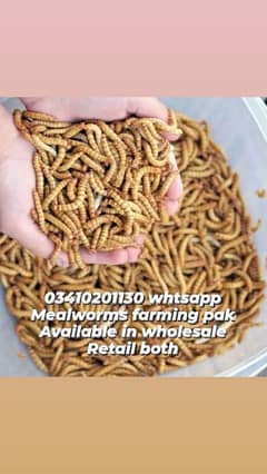 Mealworms