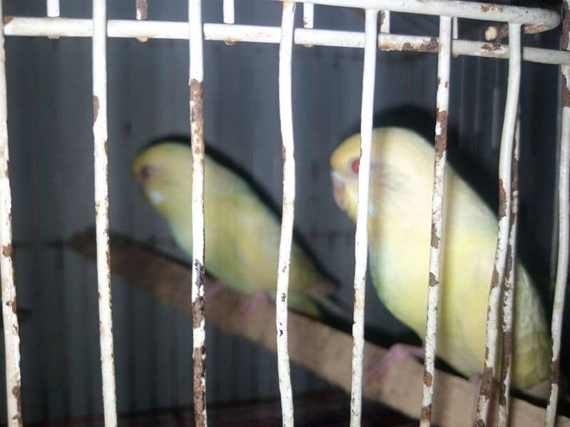 Red Eye Breder Pair 1