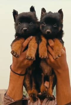 German Shepherd long coat pair male female 2 month for sale