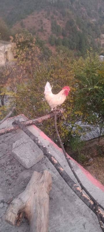 white fancy murg and black hen for sale 0