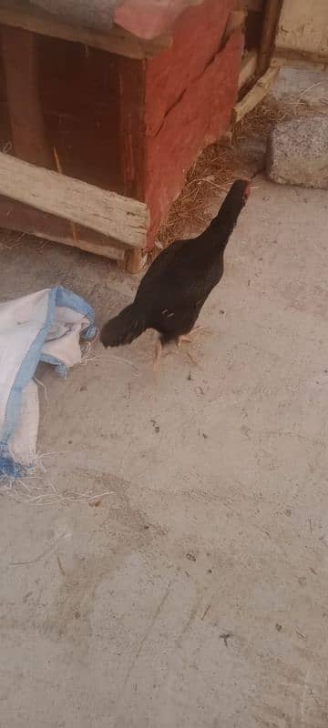 white fancy murg and black hen for sale 1