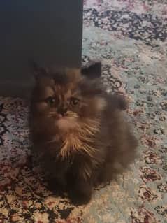 pure persian kittens