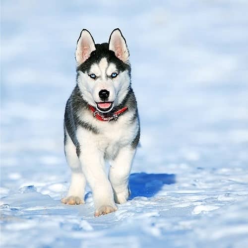 siberian husky puppies | husky Puppy | Dog | Wolly coat Puppy 4