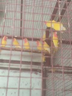 lutino love bird breeding pair for sale per pair 3000