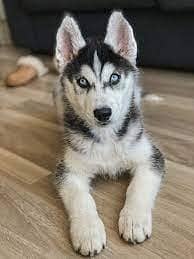 siberian husky puppies | husky Puppy | Dog | Wolly coat Puppy 0