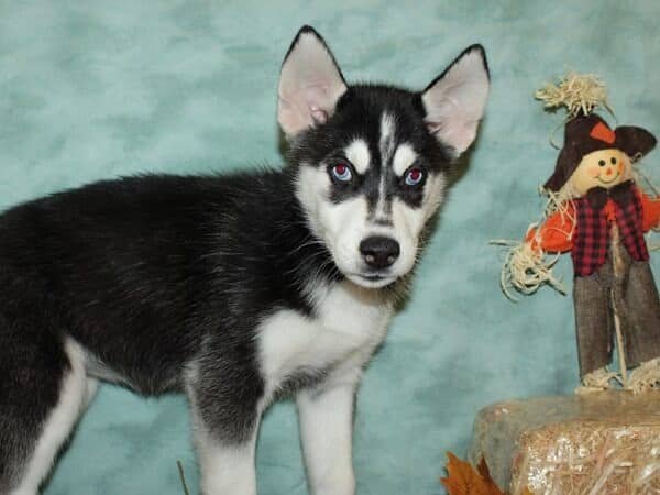 siberian husky puppies | husky Puppy | Dog | Wolly coat Puppy 0