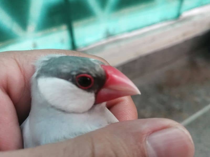 Silver Java Breeder Pair 0