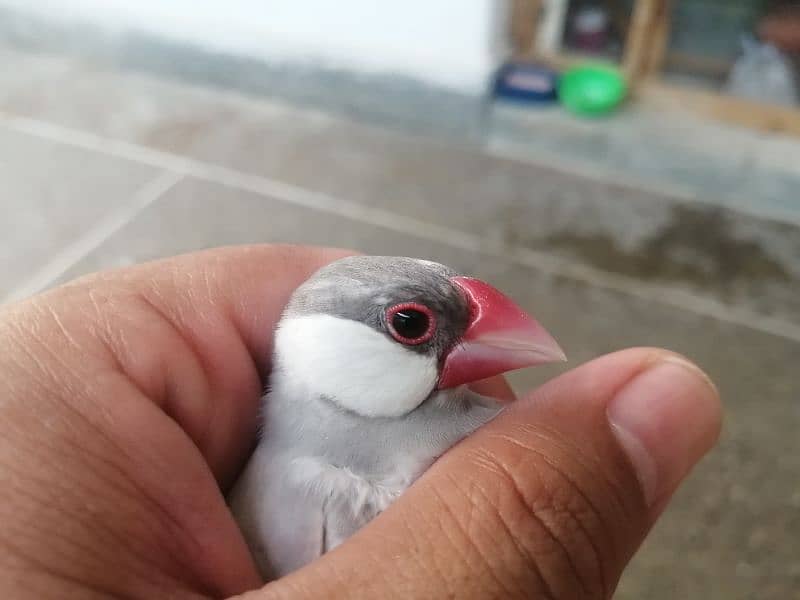 Silver Java Breeder Pair 2