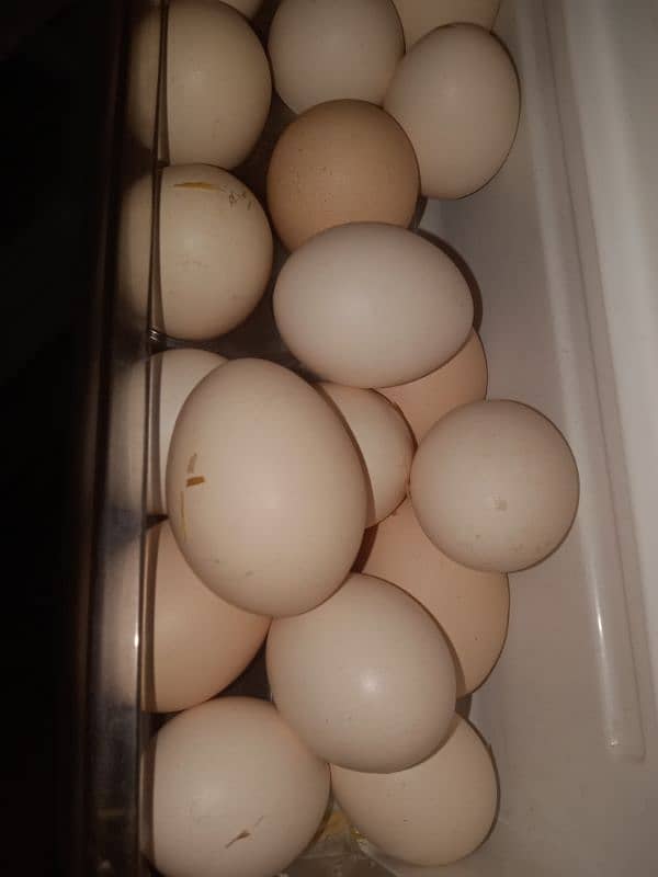 Desi Hen Eggs 0