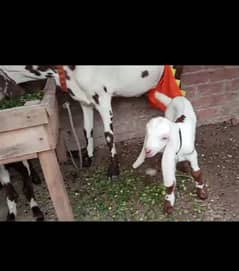 white dasi bakri   03098289032