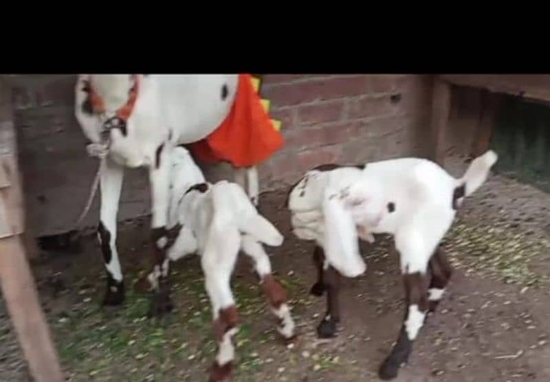 white dasi bakri   03098289032 1