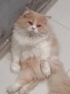 Need persian female cat for crossing