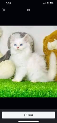 03487362876 my WhatsApp number Persian kitten for urgent sale