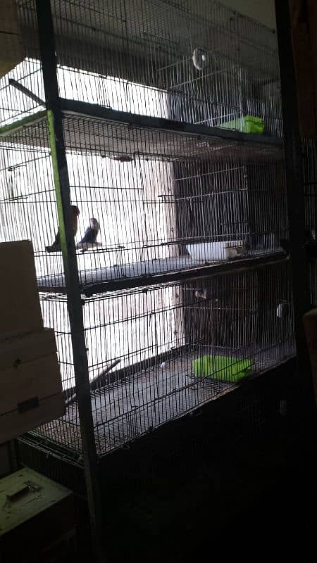 love birds cage 2