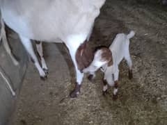 urgent sale Ablak bakri with baby for sale