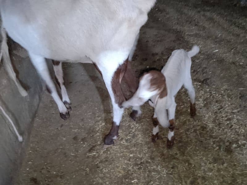 urgent sale Ablak bakri with baby for sale 0