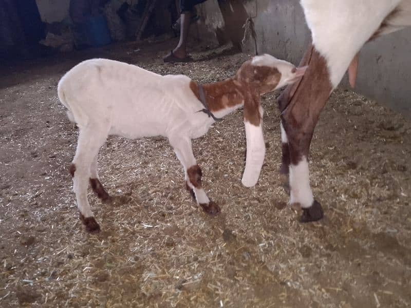 urgent sale Ablak bakri with baby for sale 1